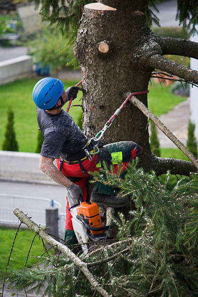 How Our Tree Care Process Works  in  Cusseta, GA