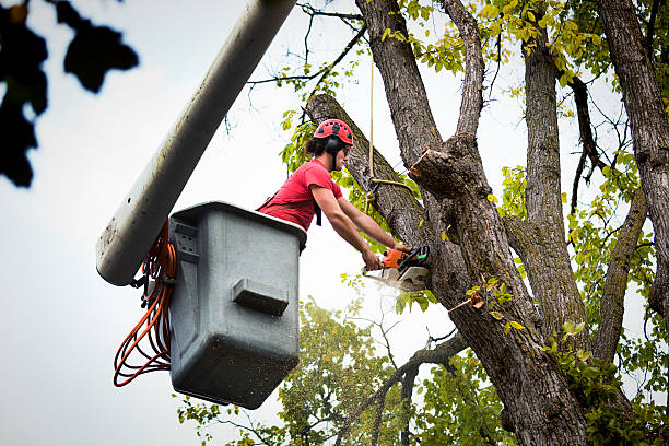 Leaf Removal in Cusseta, GA